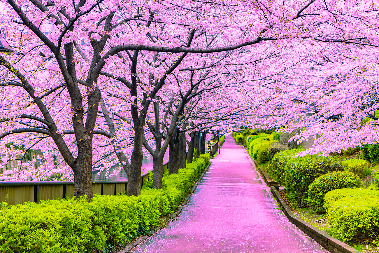 The Japanese Cherry Blossom trees TOKIO LIFE