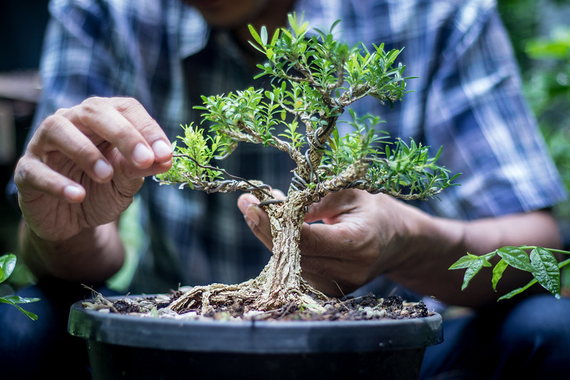 Bonsai making with an elderly Japanese man