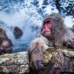 Japanese Macaque (Snow Monkeys)