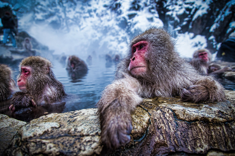 Japanese Macaque (Snow Monkeys)