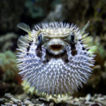 Puffer fish