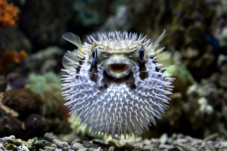 Puffer Fish Sashimi