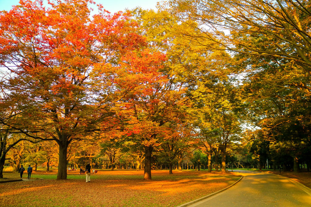 Yoyogi Park in autumn