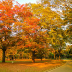 Yoyogi Park in autumn