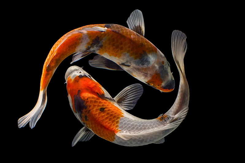 The Many Facets of Japanese Koi