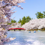 Cherry blossoms at Hirosaki Castle Park