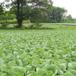 Cabbage cultivation in Karuizawa, Japan