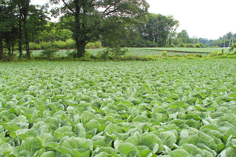 Cabbage cultivation in Karuizawa, Japan