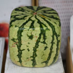 Square watermelon