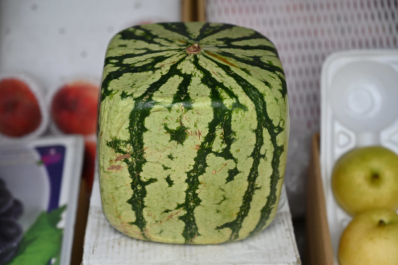 Square watermelon