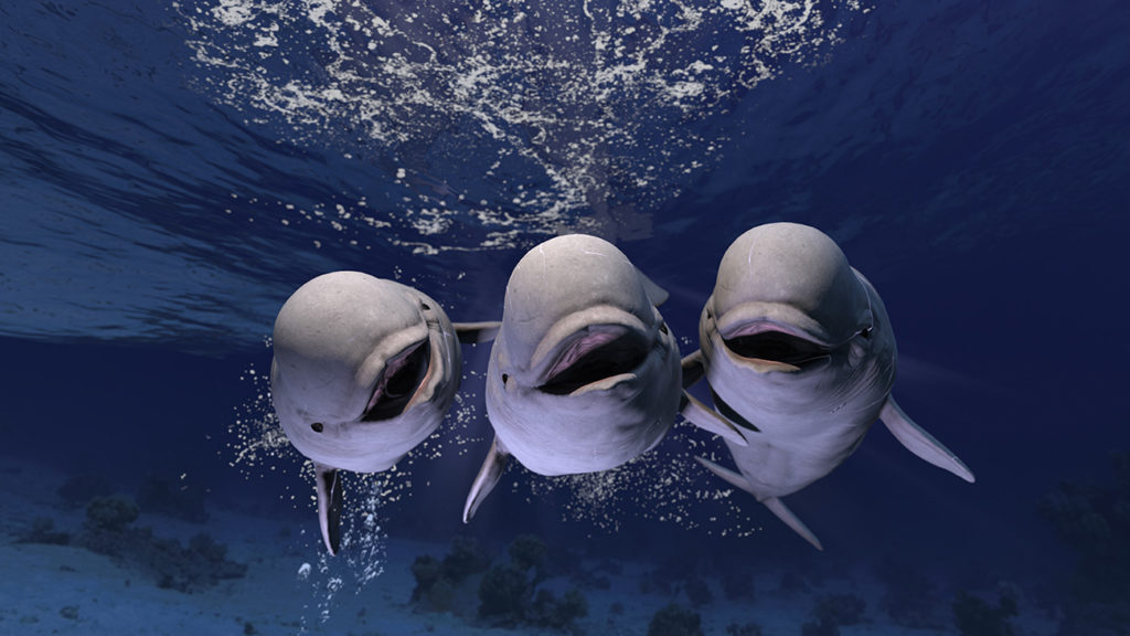 Melonhead beluga whales