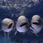 Melonhead beluga whales