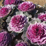 Habotan (Kale flower)