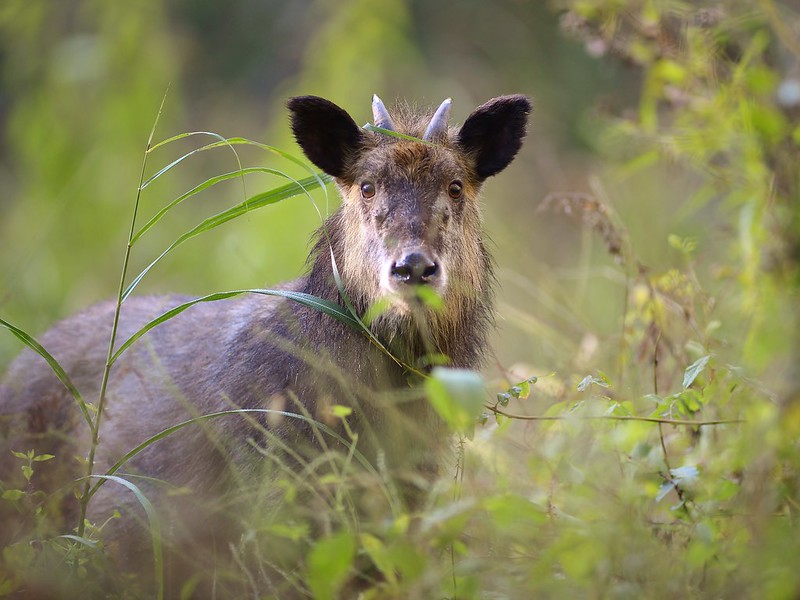 Japanese serow