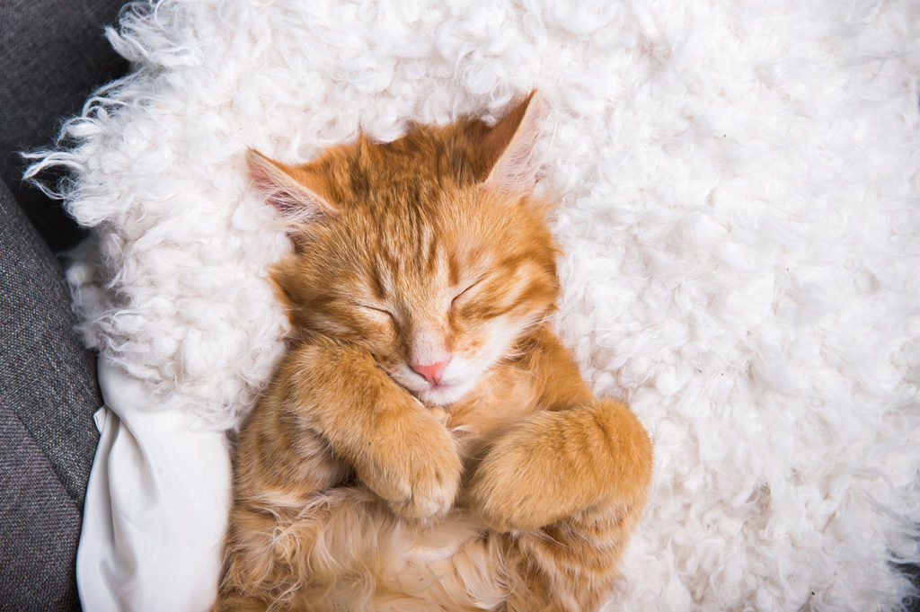 What is cat discount in japanese