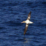 Short-tailed Albatross