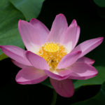 Lotus Flower