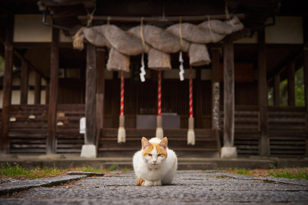 Neko Jinja