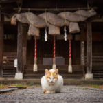 Neko Jinja