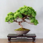 Tako Bonsai Tree