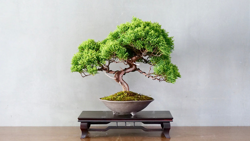 Tako Bonsai Tree