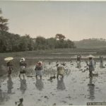 Farmers Planting the Rice, 1890s, Hand-colored albumen print.