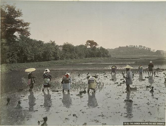 Farmers Planting the Rice, 1890s, Hand-colored albumen print.