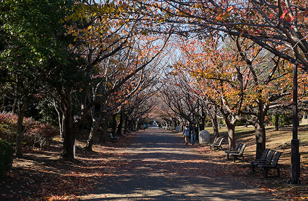 Path at Kasai Rinkai Park.