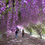 Kawachi Wisteria Garden