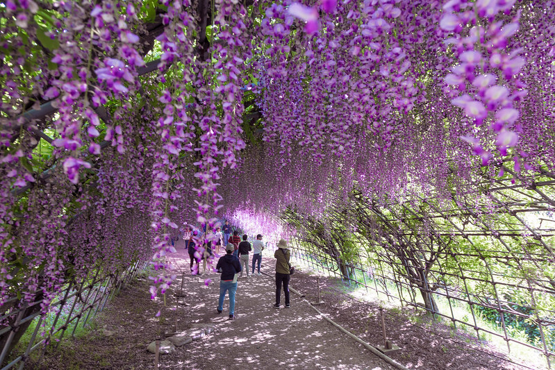 Kawachi Wisteria Garden