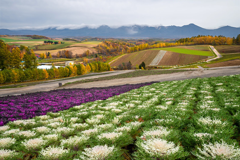 Kale plantation in Hokkaido