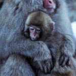 Mother and baby macaque