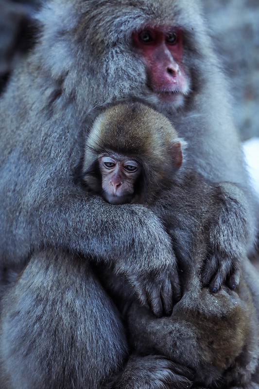 Mother and baby macaque