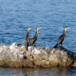 Japanese cormorants