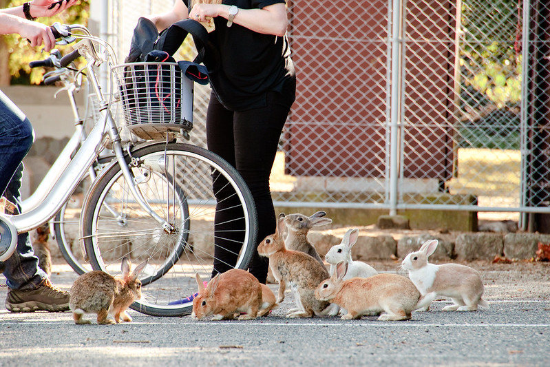 wild rabbits in Japan's Rabbit Island, Okunoshima