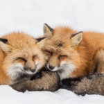 Zao Fox Village