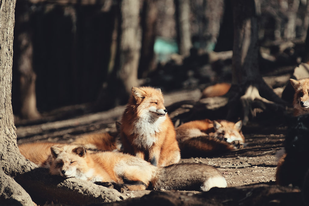 Zao Fox Village, Miyagi