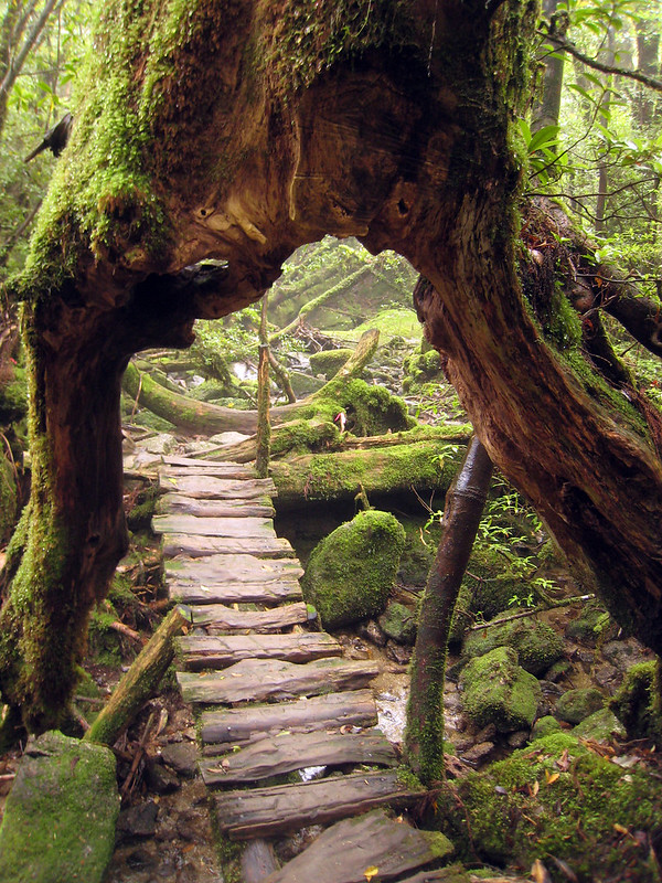 Trail at Shiratani Unsuikyo Ravine.