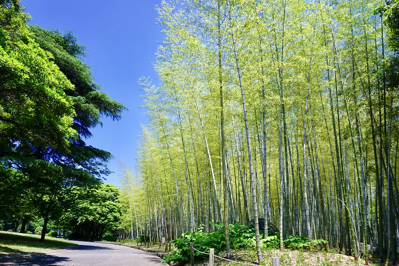 Bamboo in Beppu