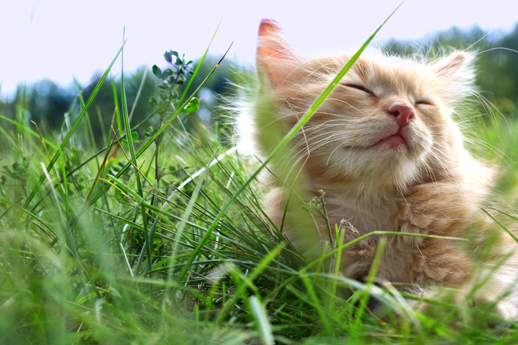 Cat on green grass