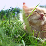 Cat on green grass