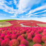 Red Kochia hill