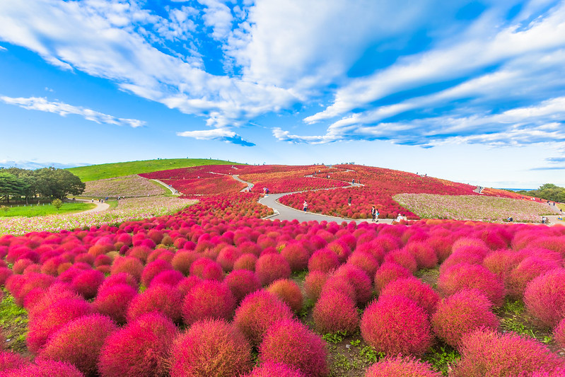 Red Kochia hill