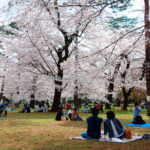 Hanami viewing