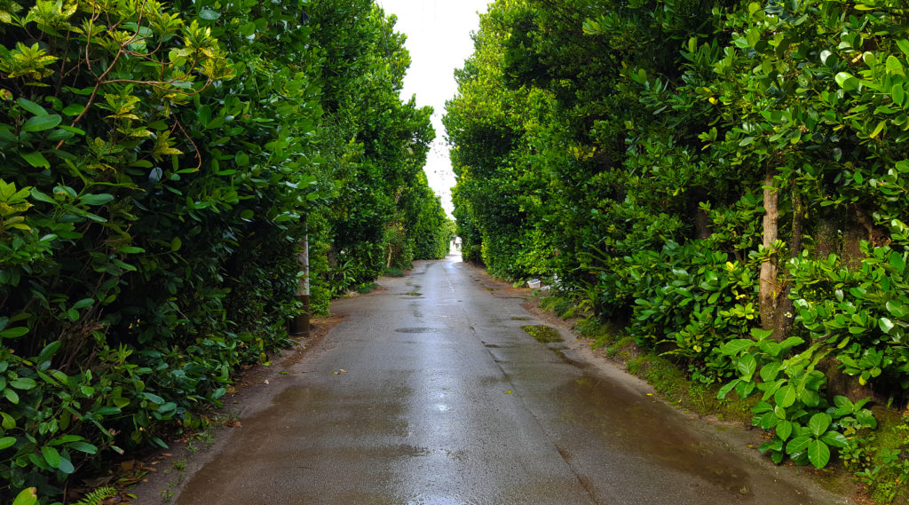 Bise Village walkway