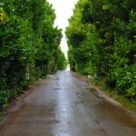 Bise Village walkway