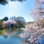 Shinjuku Gyoen Park-spring