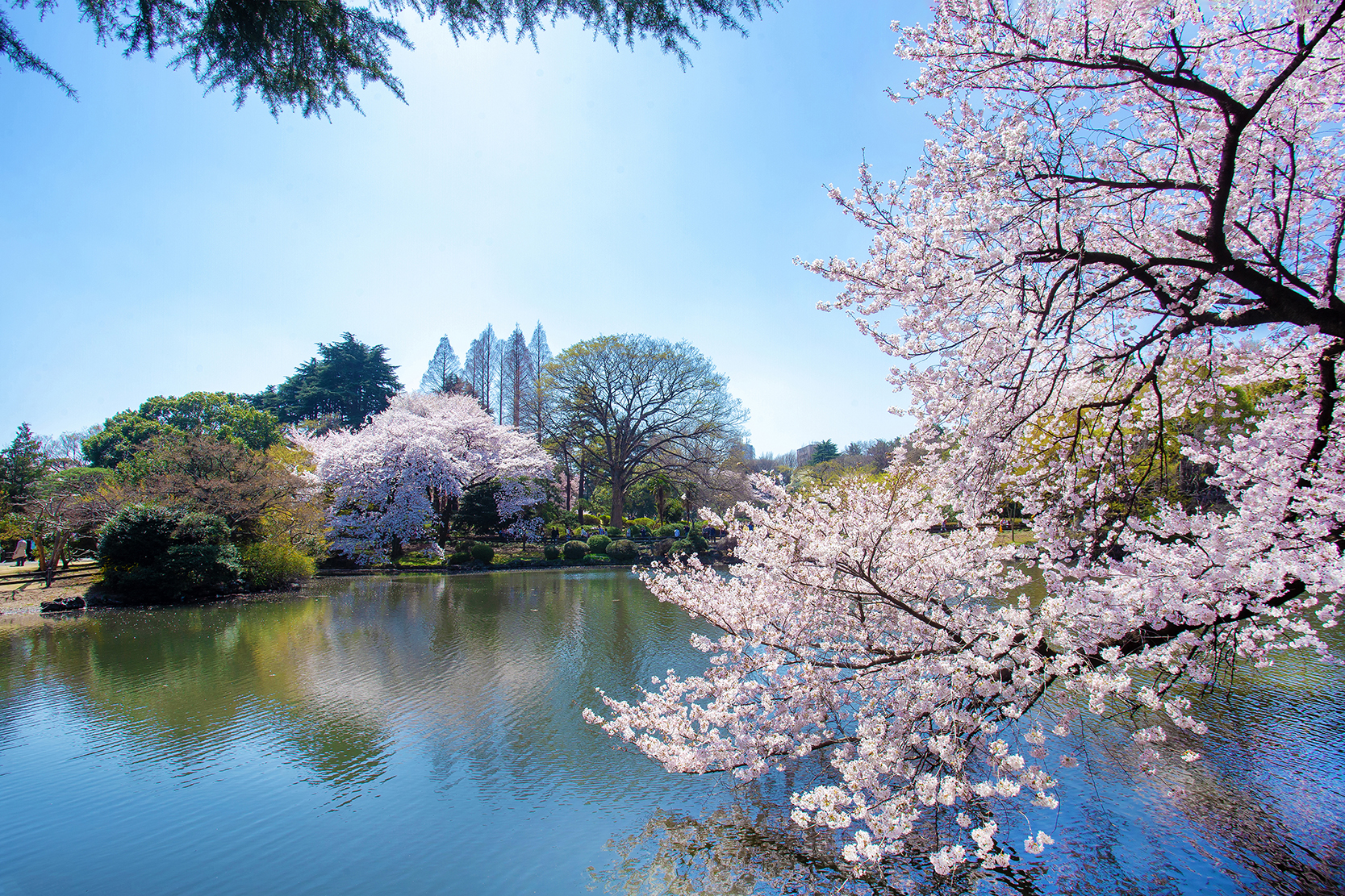 Parks And Gardens To Explore In Japan Kcpjapanese Language School