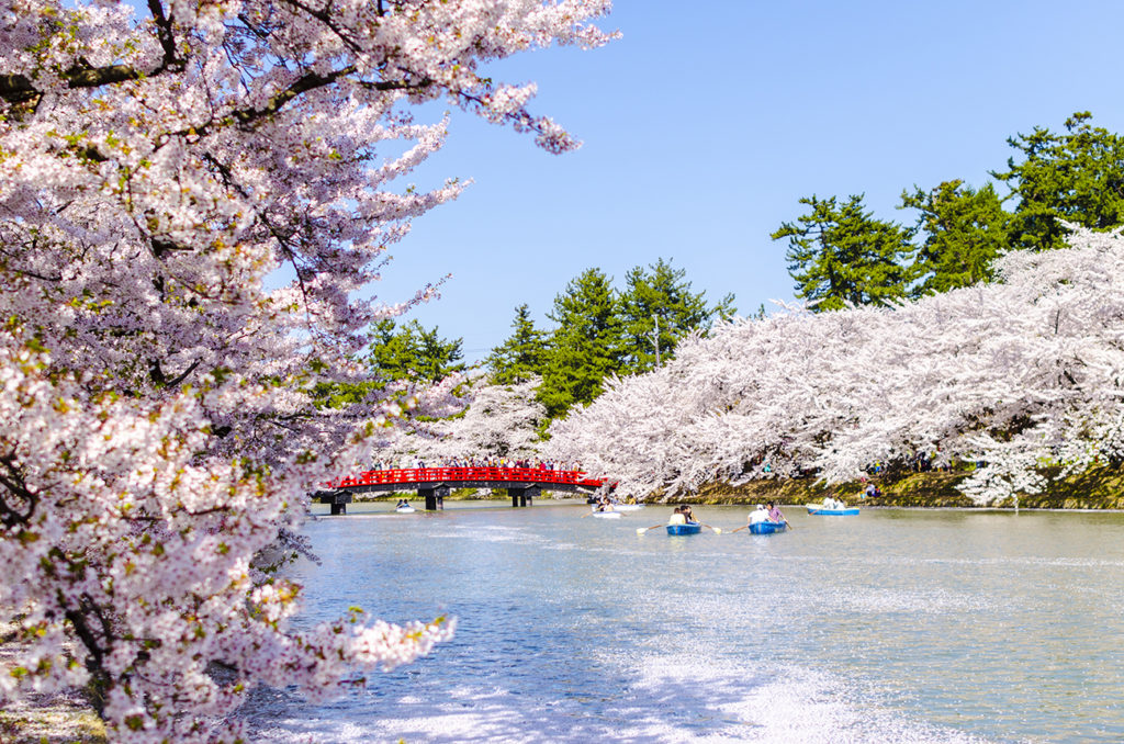 Cherry blossoms at Hirosaki Castle Park