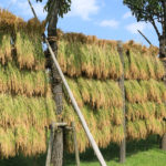 Harvested rice drying